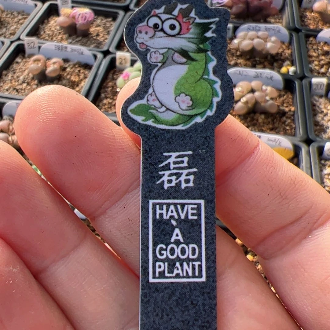 ?****?多肉双头优选杂交两棵  白羊