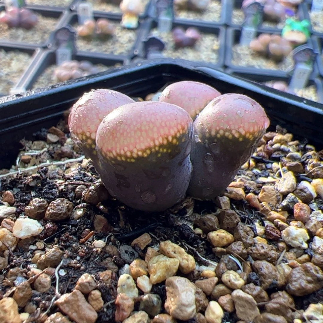 多肉双头优选日系原株风铃一棵