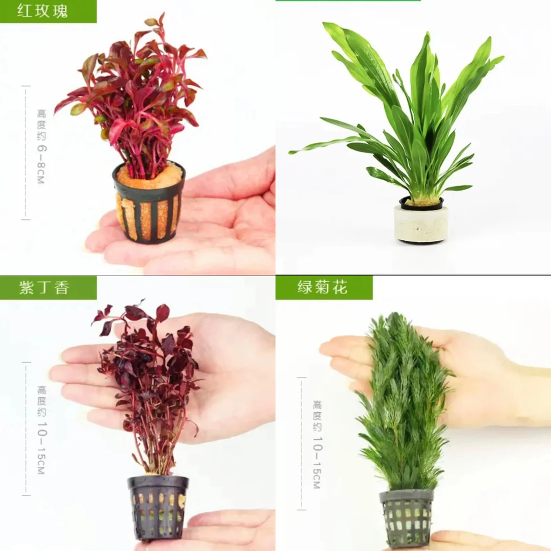 鱼缸水草淡水植物阴性水草中后景鱼缸造景装饰真水草新手入门级