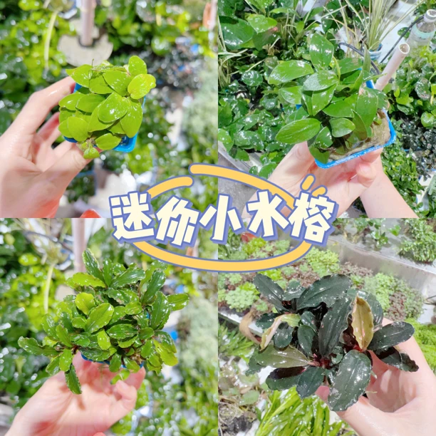 鱼缸造景迷你小水榕黄金榕辣椒榕阴性活体淡水水草懒人新手水草