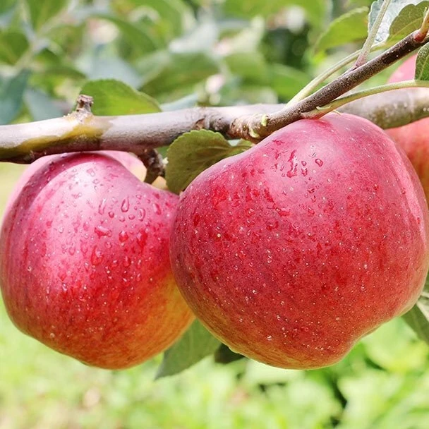 苹果包邮发货到家