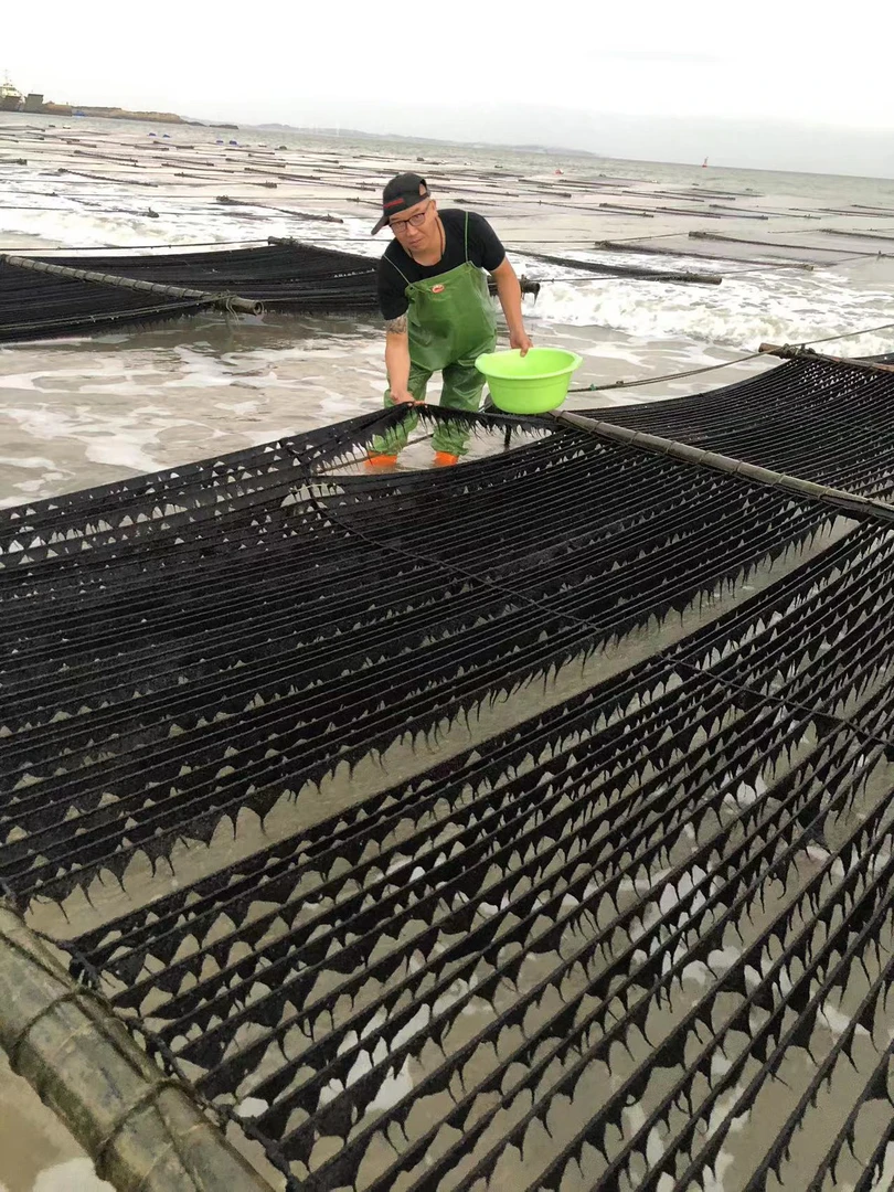 南日岛头水紫菜1