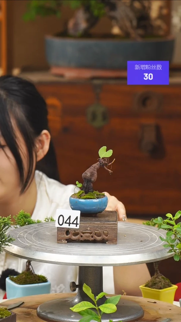 【闪购商品】44何首乌一物一拍