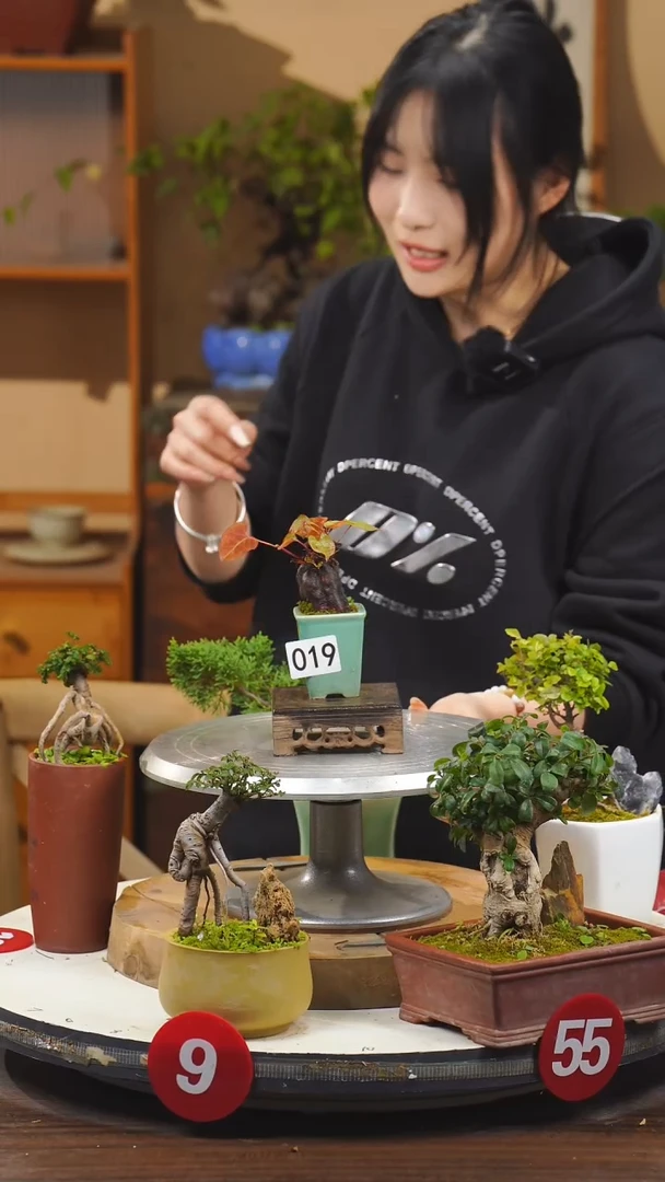 【闪购商品】19何首乌一物一拍