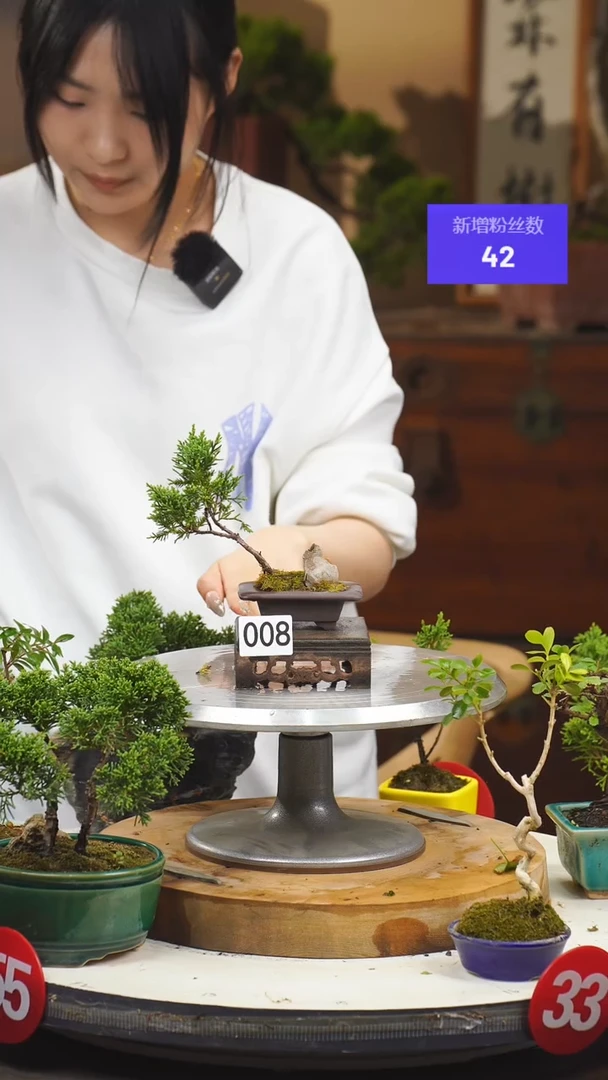 【闪购商品】8济州真柏一物一拍