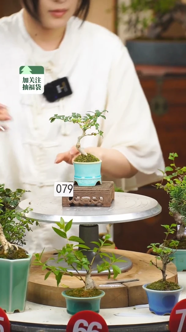 【闪购商品】79米叶冬青一物一拍