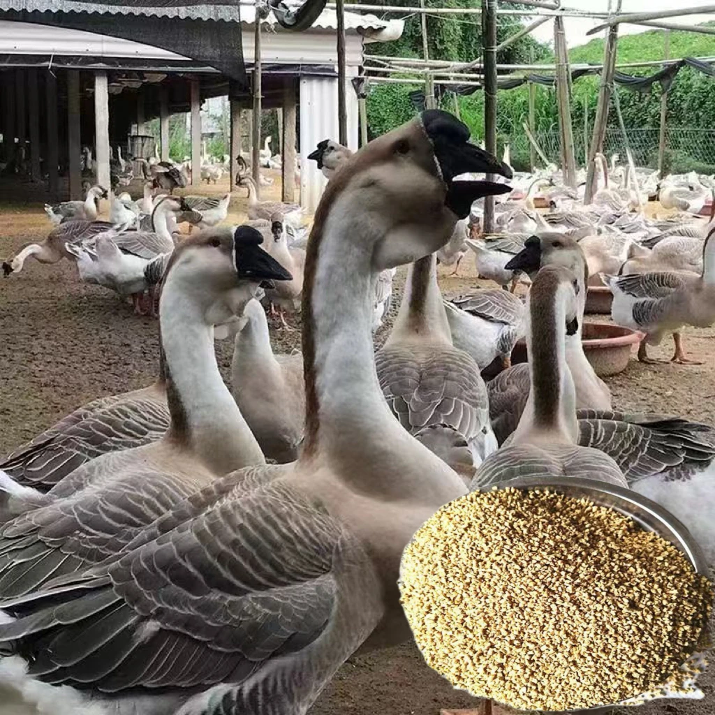 狮头鹅专用饲料6-7斤