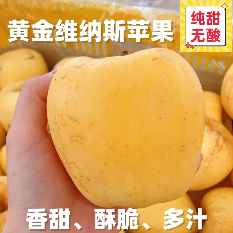 【新店特惠】山东黄金维纳斯苹果纯甜多汁皮薄酥脆新鲜现摘现发苹果
