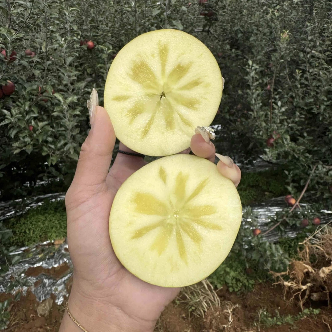丽江泸沽湖糖心苹果
