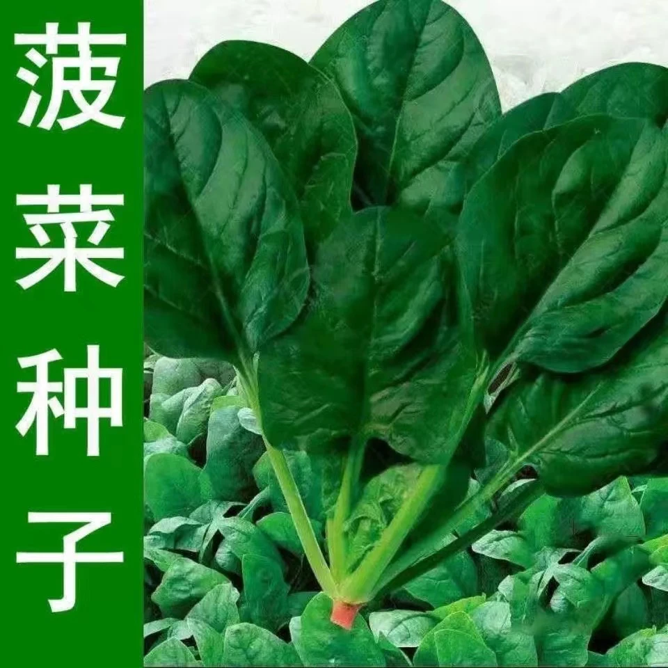 【全店满5包包邮】四季大叶菠菜土菠菜种子