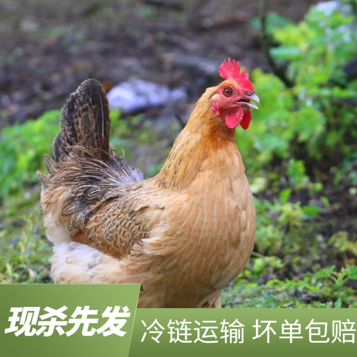 放养黄油老母鸡 3只净重6斤左右 顺丰冷链