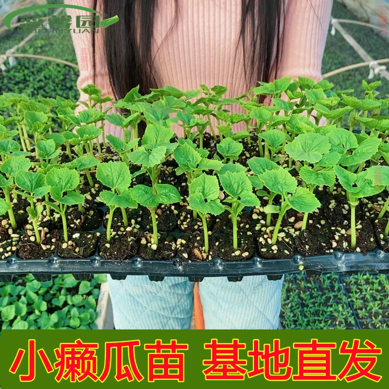 赖葡萄苗水果小癞瓜苗金铃子苗金癞瓜秧苗苹果苦瓜苗高产种幼秧苗