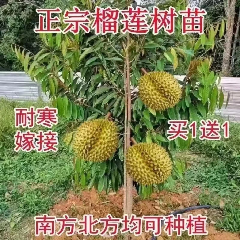 Q四季榴莲盆栽苗地栽南北方阳台庭院种植好养花卉绿植物苗木树苗