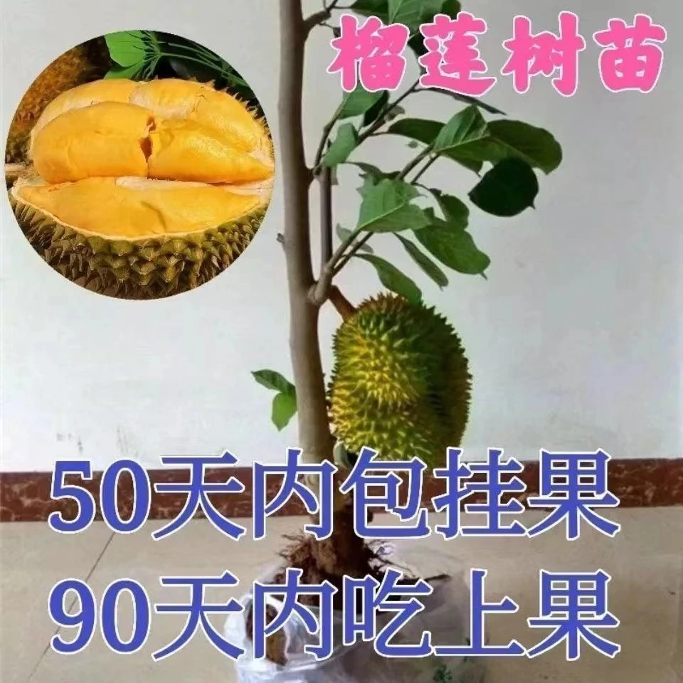 榴莲树苗嫁接新品菠萝蜜苗南北方种植盆栽地栽抗寒耐寒当年结果