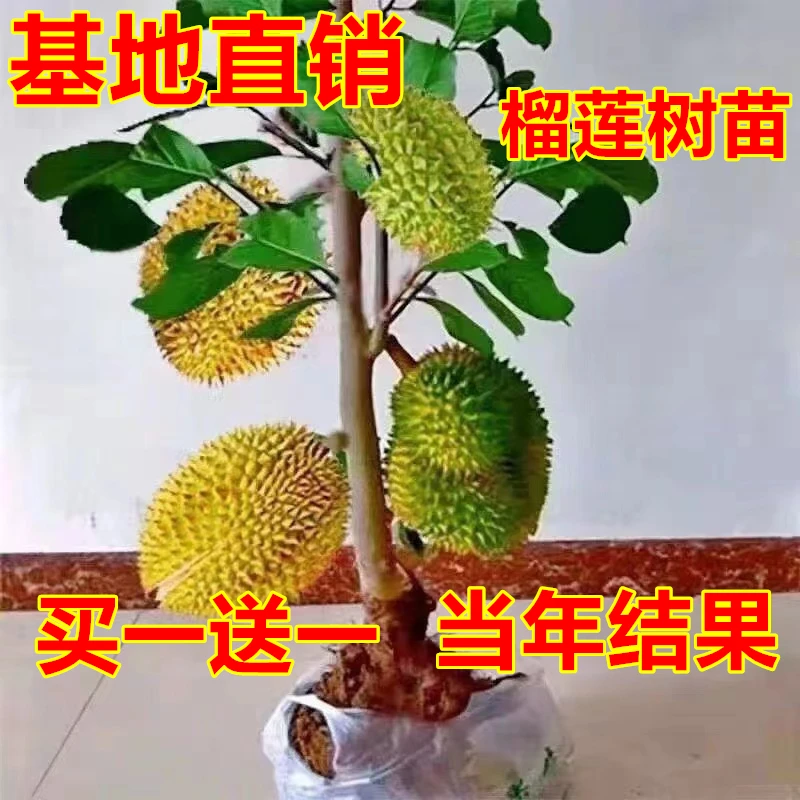 榴莲树苗刺苗地栽种植正宗当年榴莲南北方当年苗新品盆栽当年当年