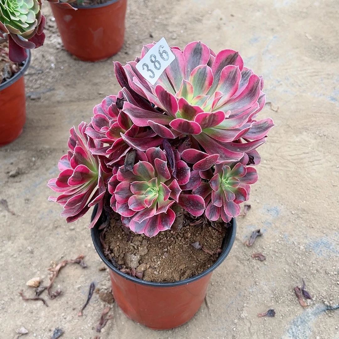 紫砂茶宠?**。多肉植物美杜莎386