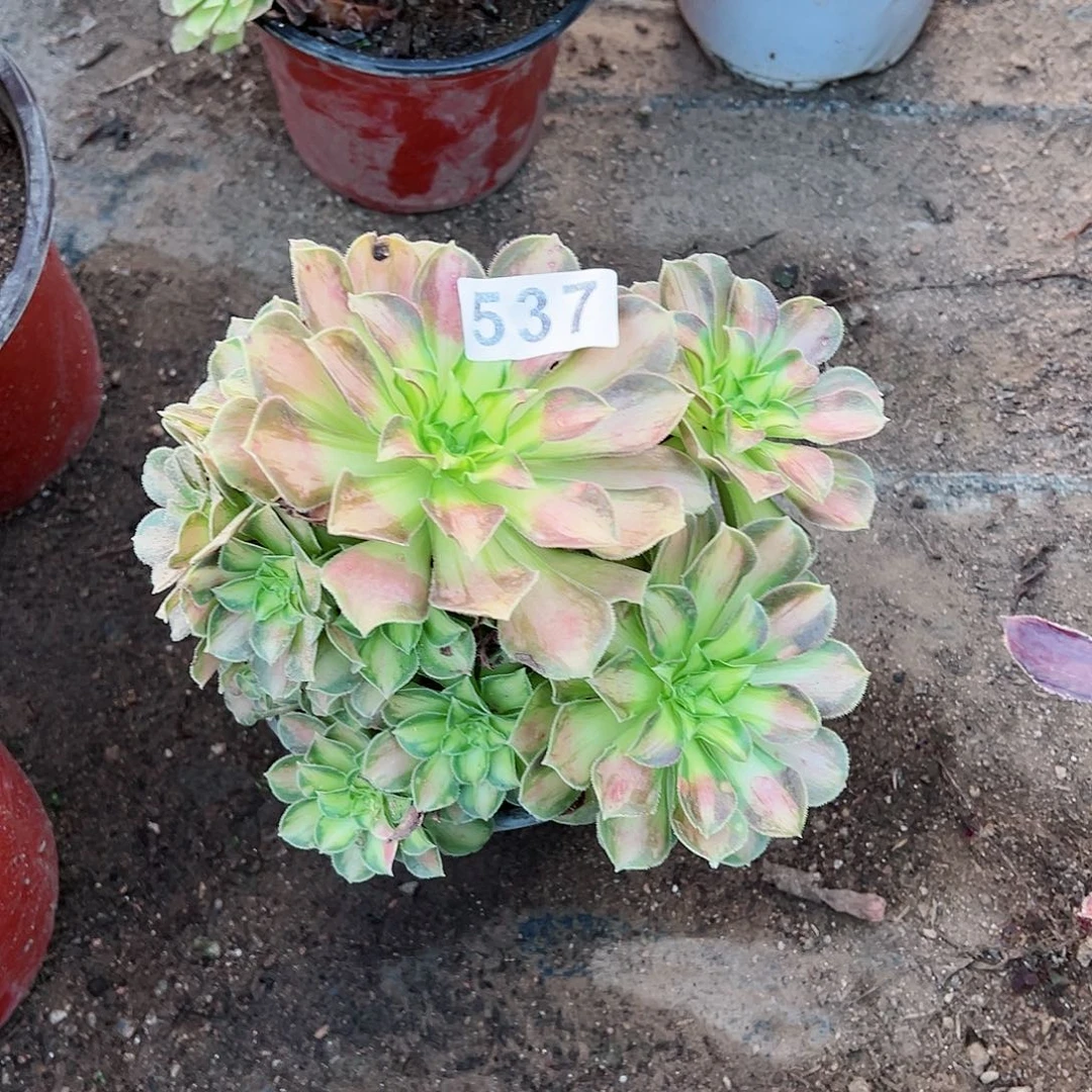 紫砂茶宠多肉植物韶华537