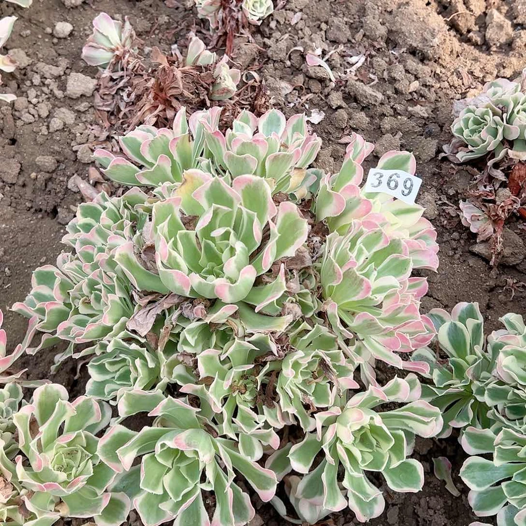紫砂茶宠雨花石老桩369号