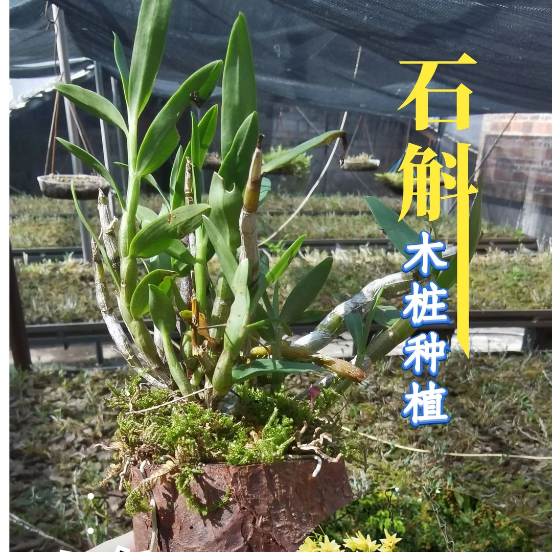广西铁皮石斛木桩种植春夏5到6月份开花室内室外种植绿植花卉黄色