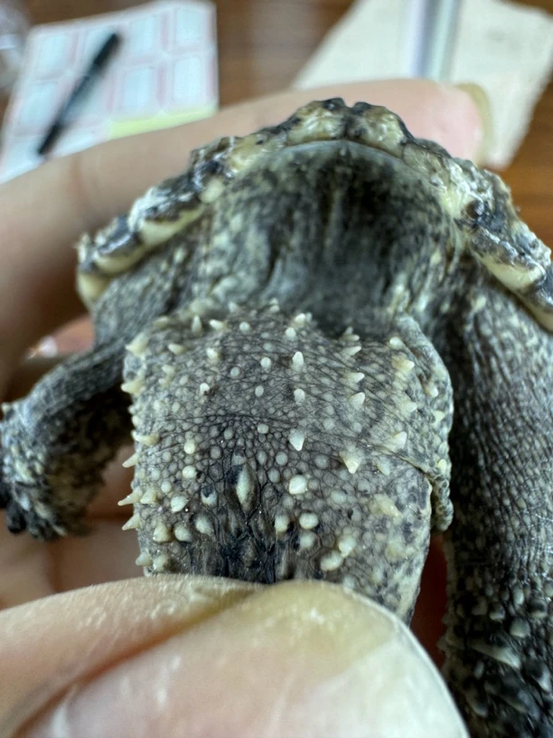 直播间福利纯佛鳄