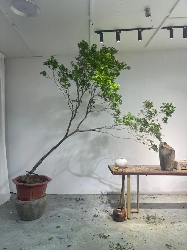 【1200以上拍这个】海岛春花栀子花石枫专场（一物一拍）盆景素材盆栽