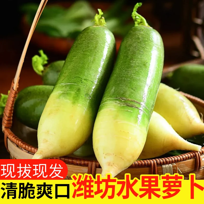 山东潍坊现拔水果萝卜青萝卜潍县萝卜潍县高脚青细长嘎嘣脆