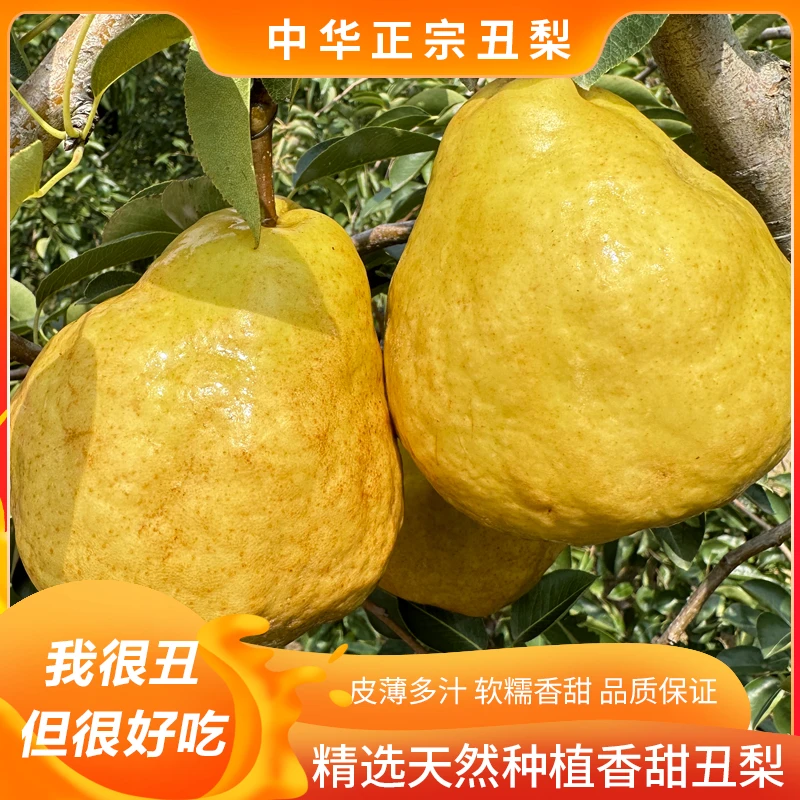山东烟台丑梨4.5斤装软糯多汁皮薄新鲜水果口感甘甜好吃软梨