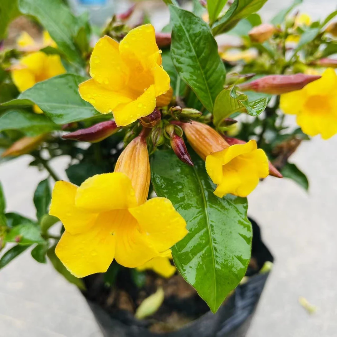 黄蝉花阳台庭院盆栽花朵鲜艳净化空气四季开花