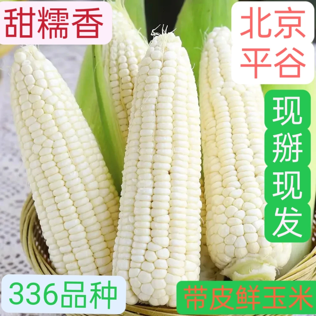 北京平谷336水果玉米/新鲜甜糯香黏玉米/味道浓郁10根包邮