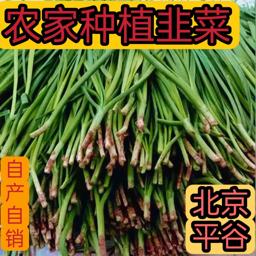 北京平谷本地自家种植韭菜/味儿浓2斤包邮