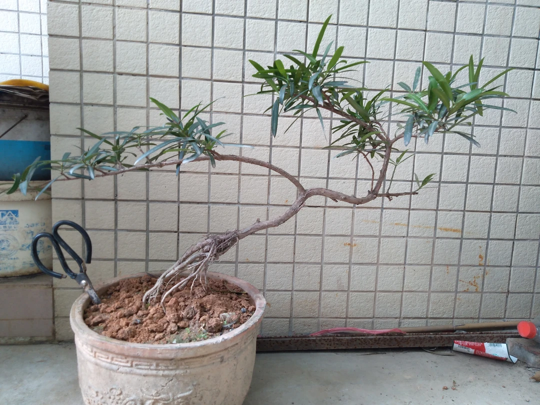 红芽罗汉松、海岛罗汉松、黄杨、山格木、盆栽盆景。