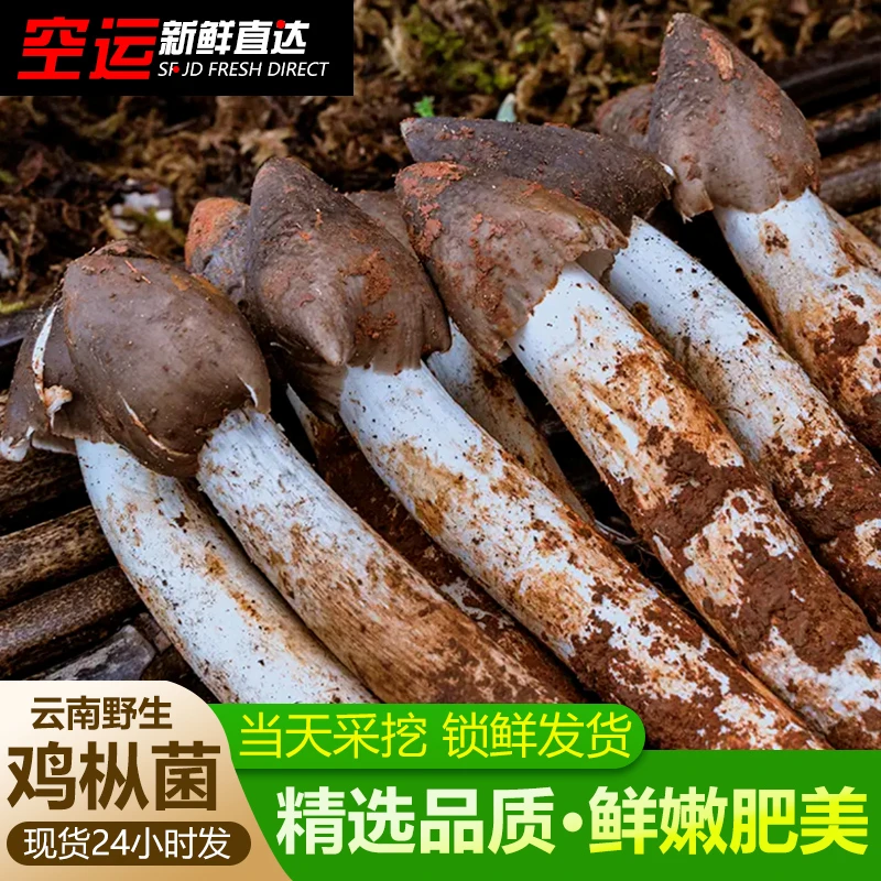 新鲜鸡枞野生鸡枞菇火把鸡枞野生新鲜荔枝菌斗鸡菇不开伞