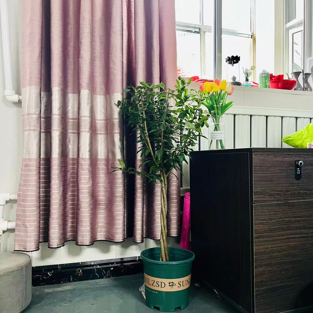 一树三品麻花编制造型【蒙阳红+黑玛瑙+紫玉】阳台庭院植物