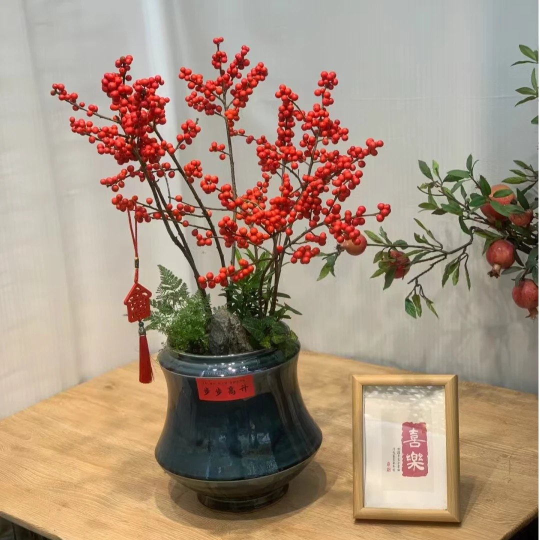 北美冬青年宵花卉盆栽地栽南方北方都可种植