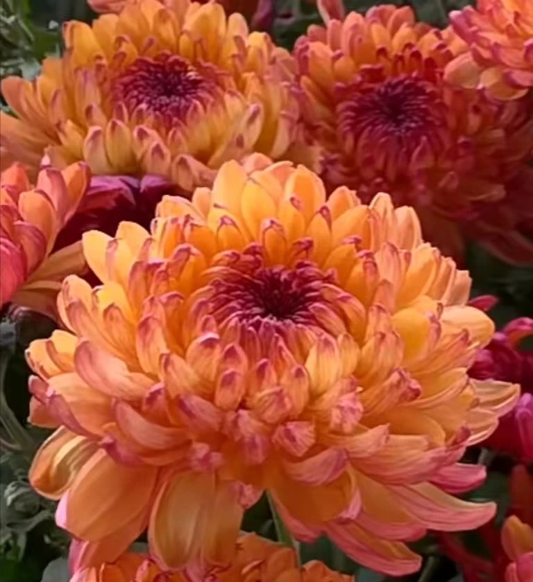 【变色菊】3棵 秋菊小苗对版发货