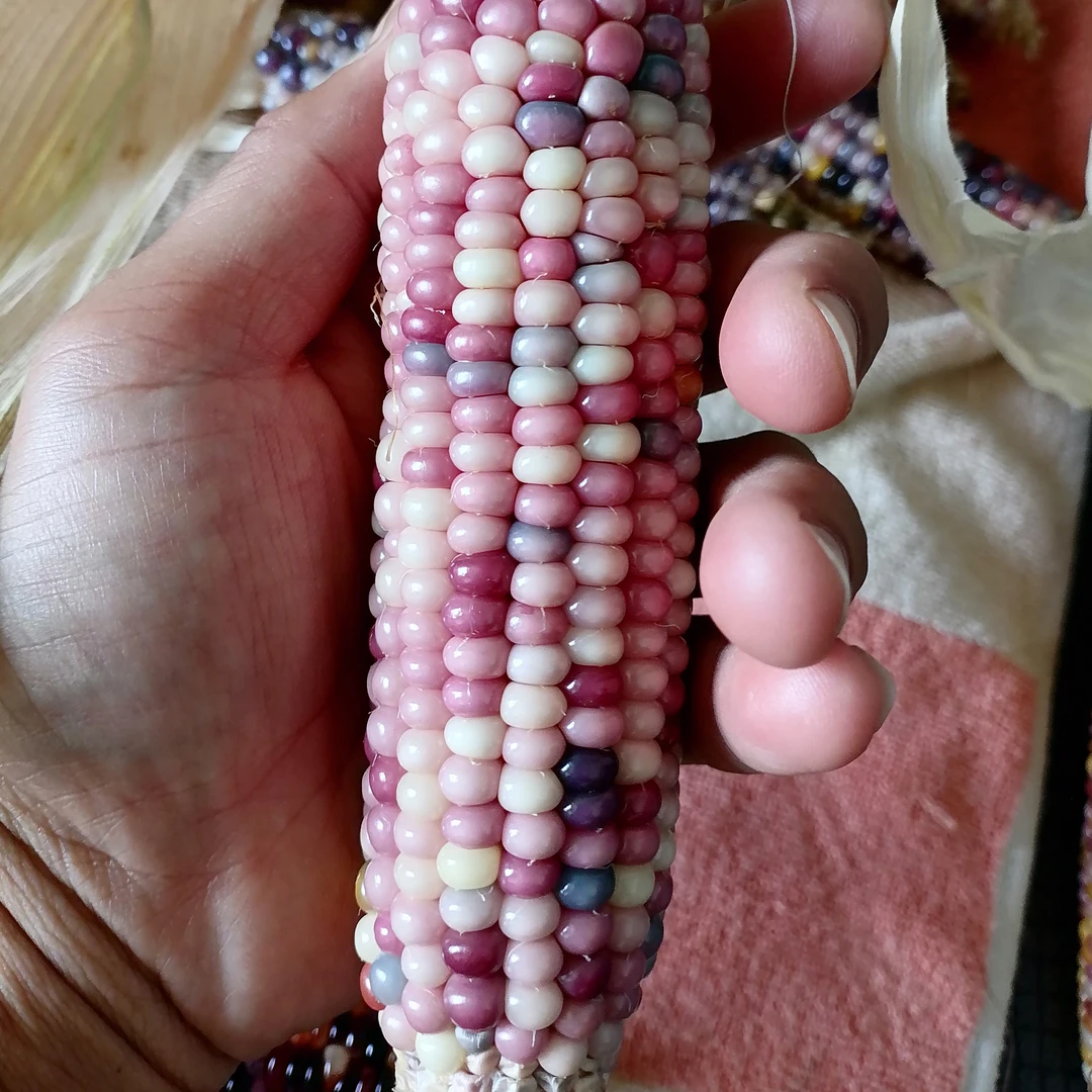 文玩玉米/宝石玉米/血丝玉米手把件，文玩玉米精品盲盒一根