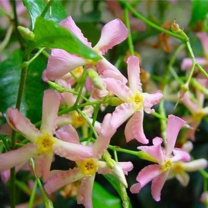 粉色风车茉莉四季开花浓香