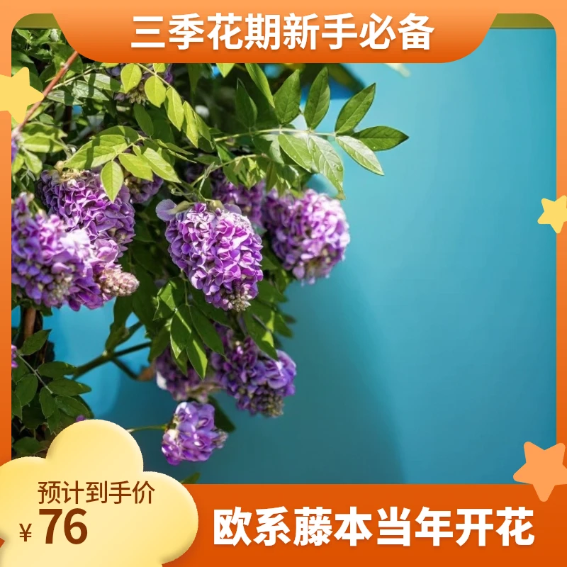 【s新手必入】欧系紫藤三季开花紫水晶蓝月亮，当年开花