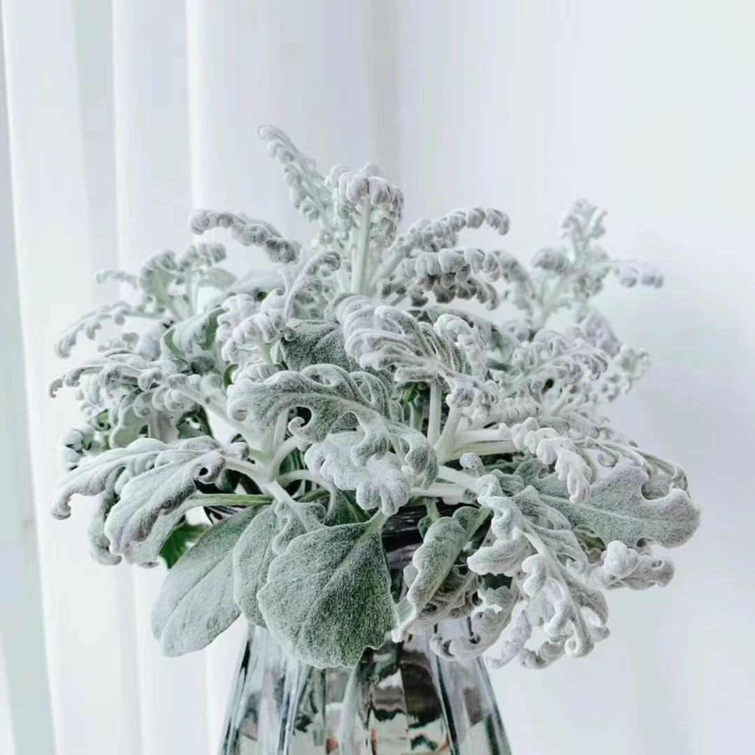 银叶菊盆栽户外庭院阳台绿植菊花芙蓉菊羽叶赛车手多年生耐寒植物