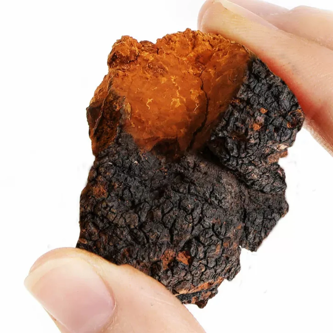 长白山野生桦树茸