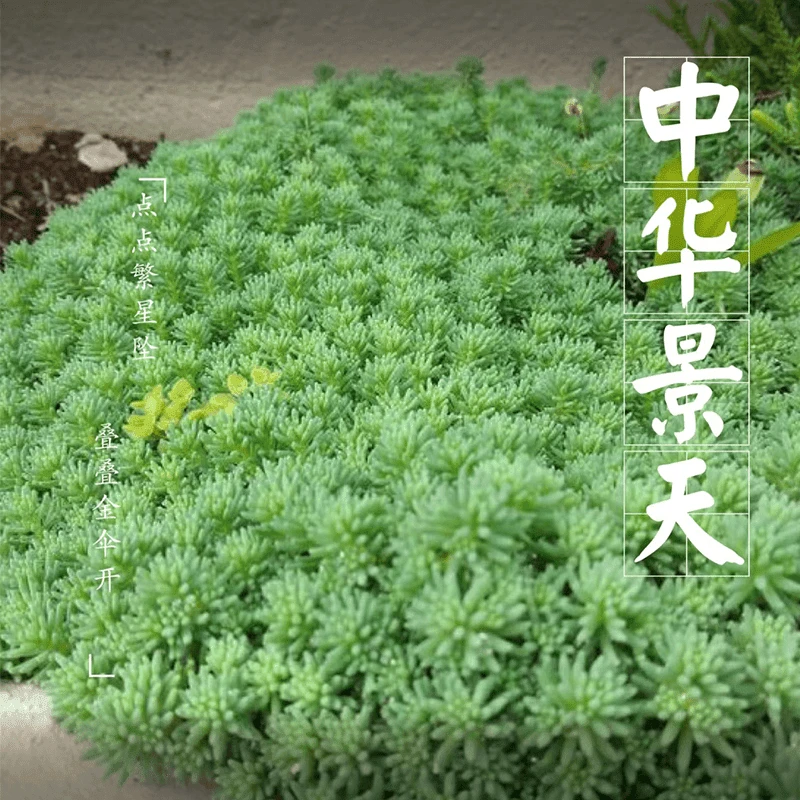 【中华景天】花镜绿植多年生耐高温耐低温庭院花园盆栽地栽地被