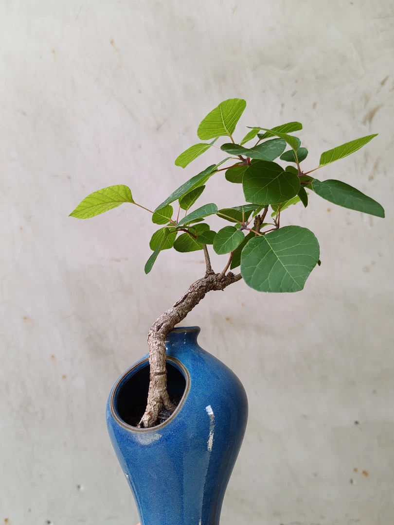 黄荆黄栌榆树一物一拍