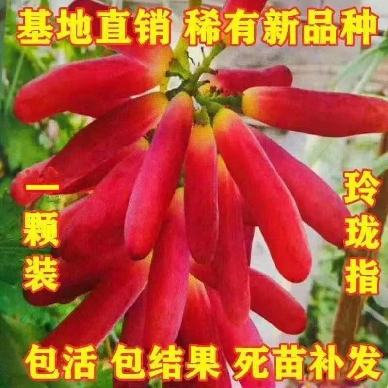 果树苗新品种玲珑指葡萄苗早熟葡萄树苗南方北方种植 当年结果