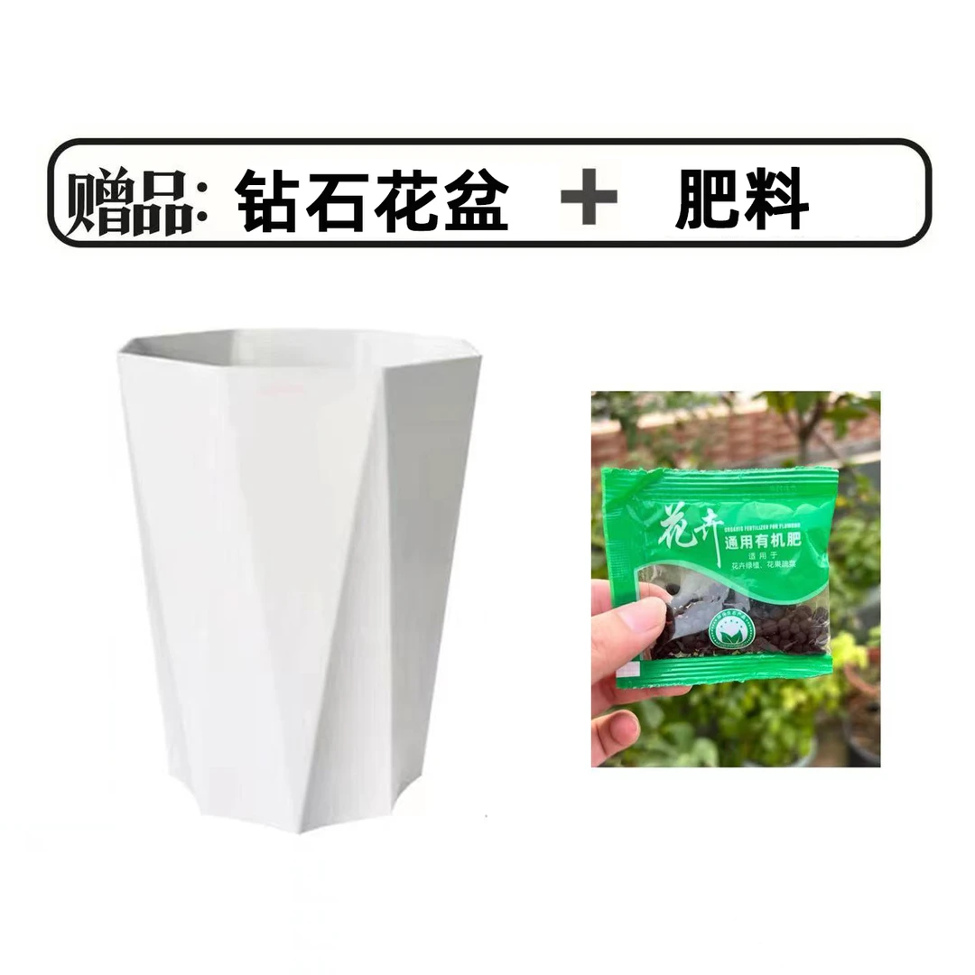 白色钻石树脂花盆+复合颗粒肥
