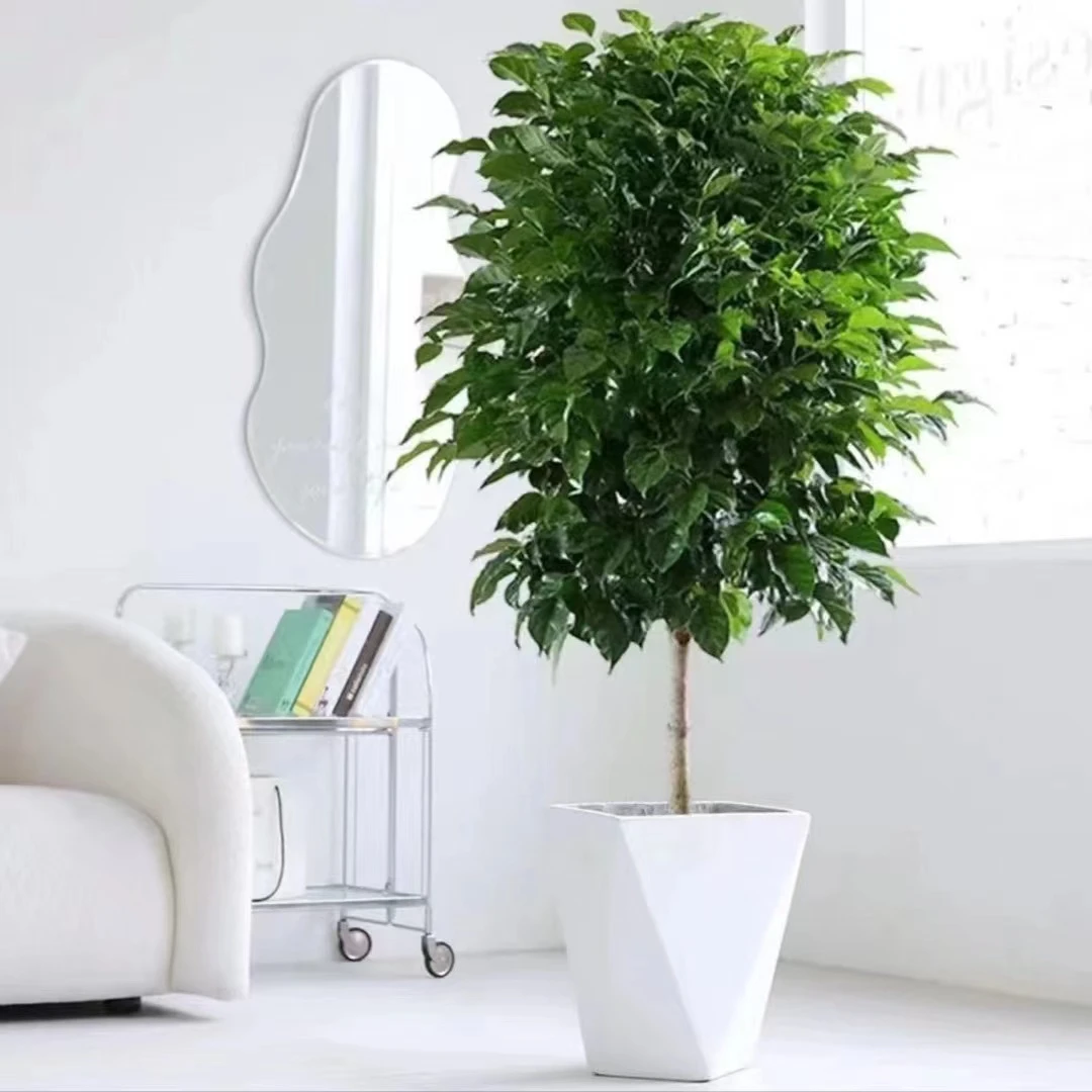幸福树平安树绿宝室内客厅四季常青观叶绿植好养易养护净化空气