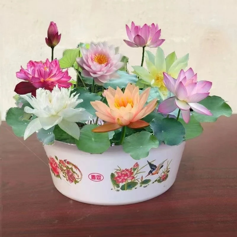 9.9发3包【混色碗莲种子】混色开口四季播种水培植物种植荷花浓香