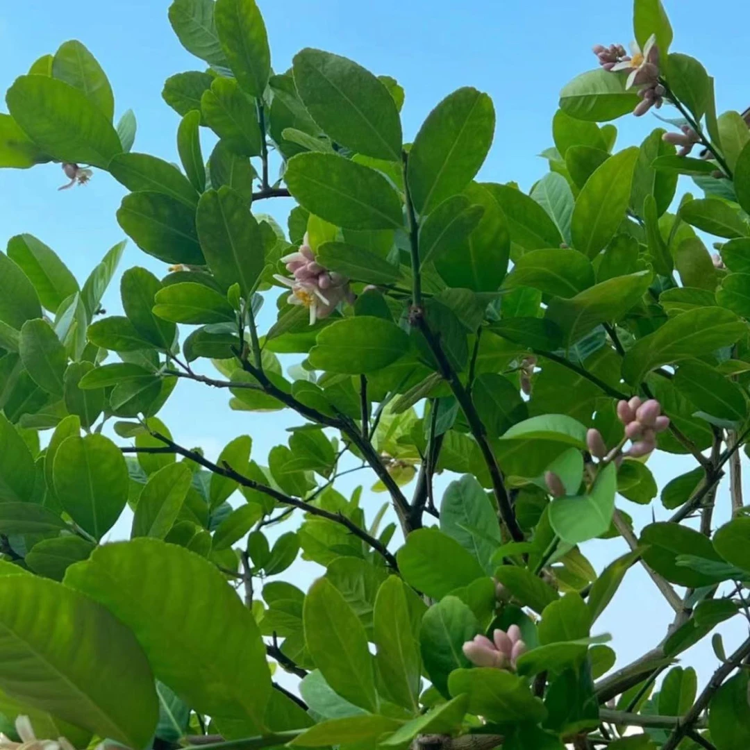 香水盆栽地栽阳台庭院南北方种植