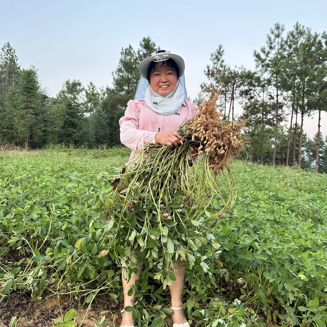 【红皮小籽花生】湖南新化农家老品种花生自然晒干