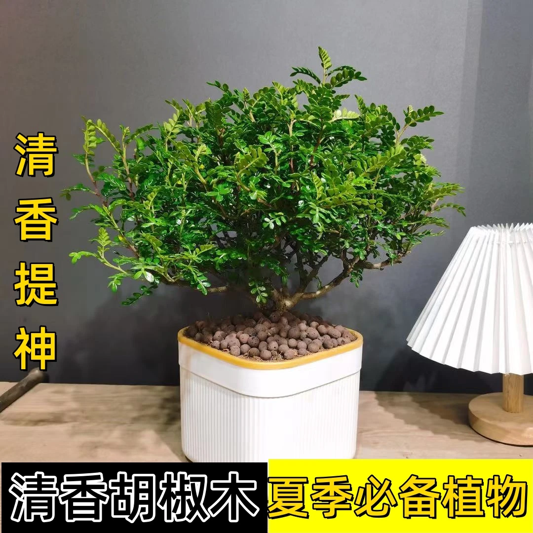 清香胡椒木盆栽客厅室内办公室绿植盆景好养庭院植物精致美观绿色