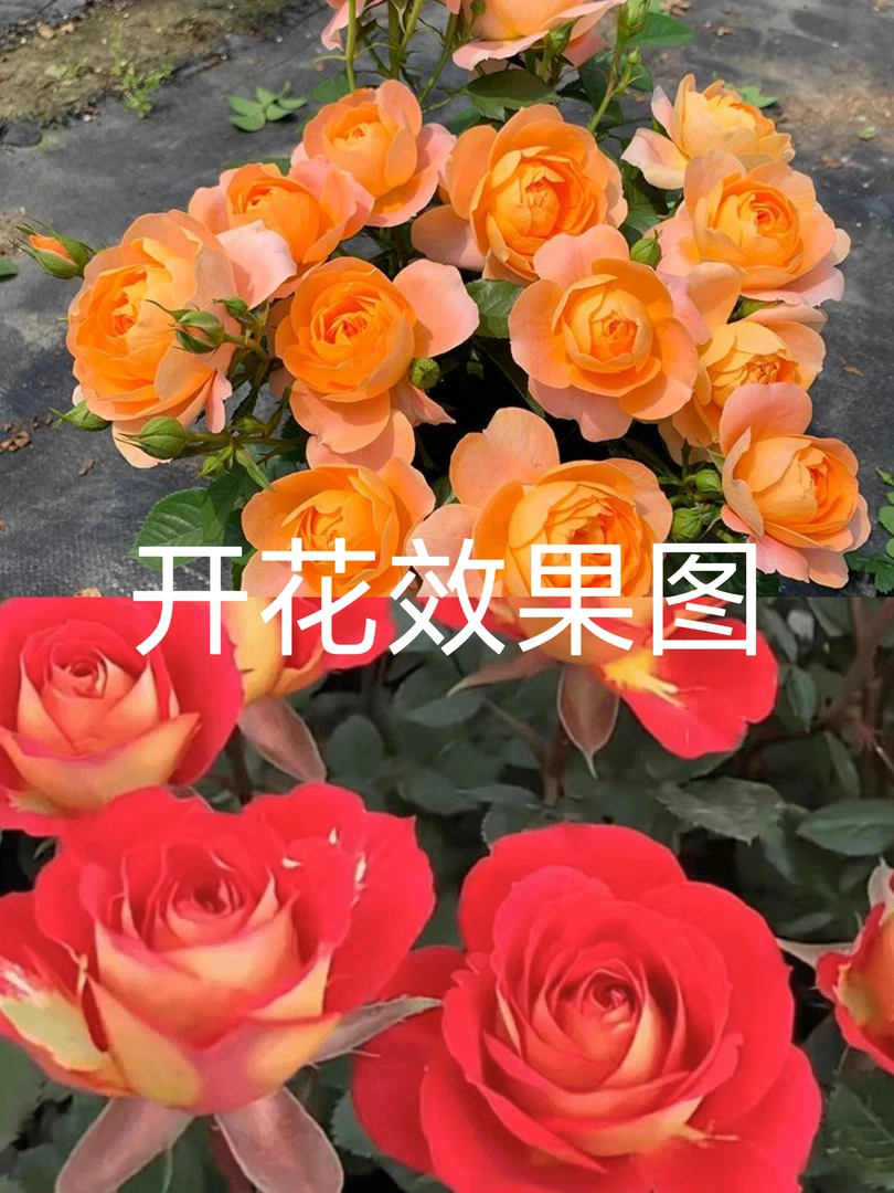 果汁阳台+二乔  月季盆栽地栽四季开花卉玫瑰带花苞阳台植物